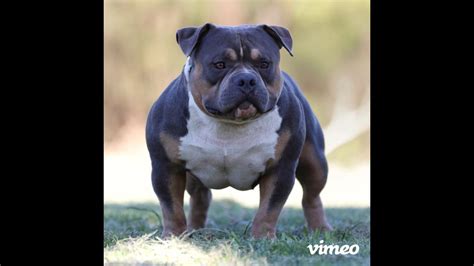 Image result for Bully Silentpatch Install