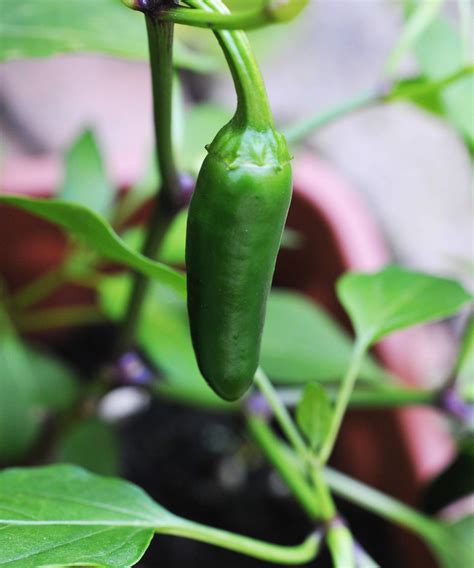 See how to grow jalapeno peppers in pots in your backyard | Homes and ...