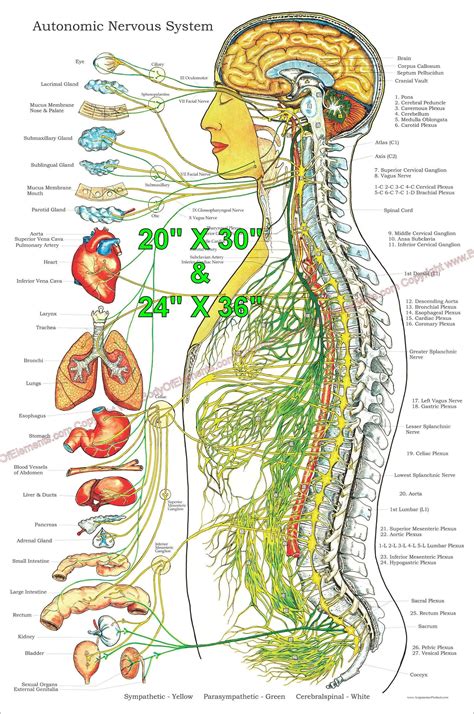 Nervous system diagram – Artofit