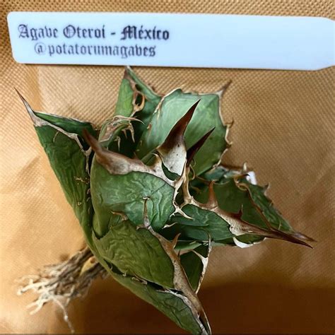 1 アガベ オテロイ オアハカ州境 from Uriel @potatorumagaves / Agave oteroi at the ...