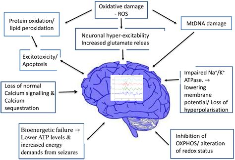 Ketogenic Diet Epilepsy Mechanism