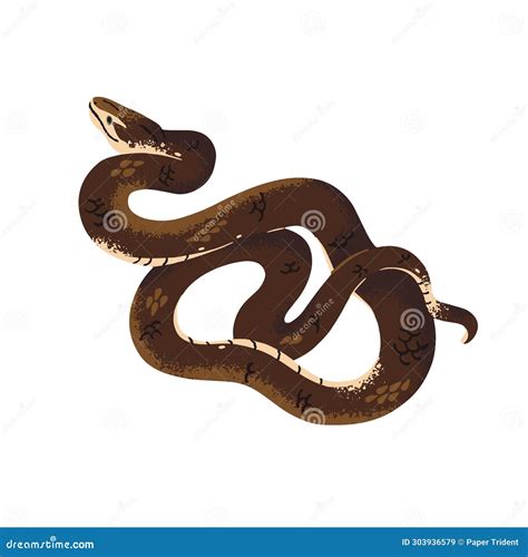 Common or Indian Taipan. the Most Venomous Australian Snake Stock ...