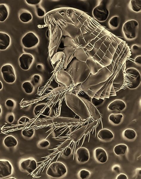 Flea Microscope 的图像结果