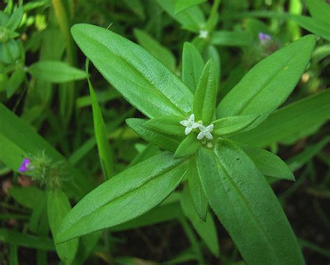 DAMAN PAPPAR (Hedyotis corymbosa) - Kerala Naturals