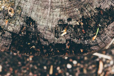 Close+Up+Fantasy Photos, Download The BEST Free Close+Up+Fantasy Stock ...