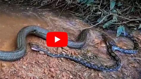 Image result for Konigskobra vs Python