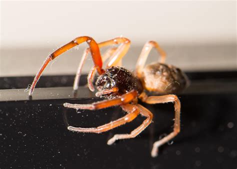 [Rochester, NY] Broad Faced Sac Spider, found on my computer monitor ...