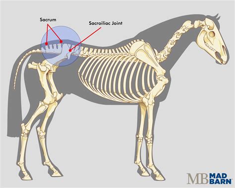 Sacroiliac Pain in Horses: Symptoms, Causes and Treatment of SI Joint Disease | Mad Barn