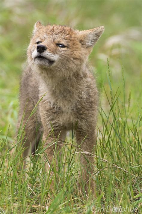 +Dogs Howling Cyotes 的图像结果