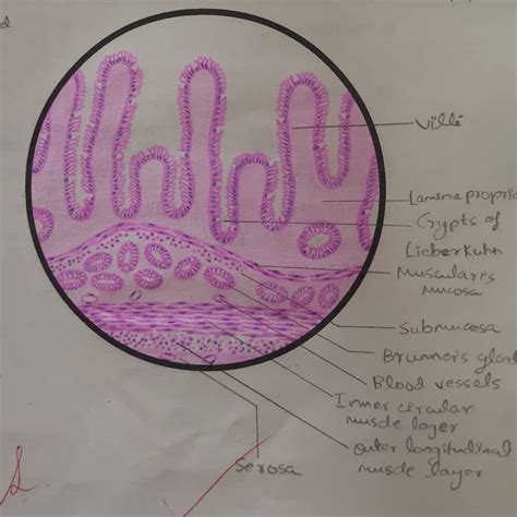 Histology of duodenum