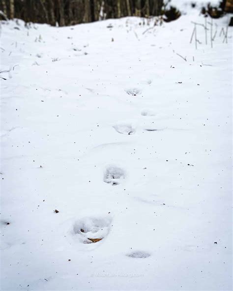 Identify Bobcat vs Coyote Prints in Snow | Wildlife Tracking