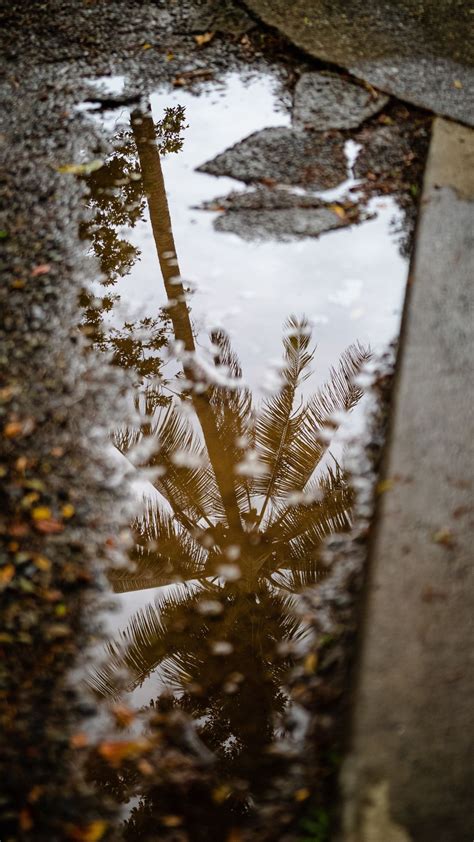 Download wallpaper 938x1668 palm tree, reflection, wood, asphalt iphone ...