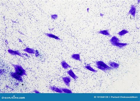 Image result for Brain Under Microscope