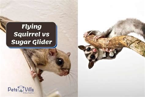 Sugar Gliders Vs. Flying Squirrels: What Are the Key Differences? - Viral Rang