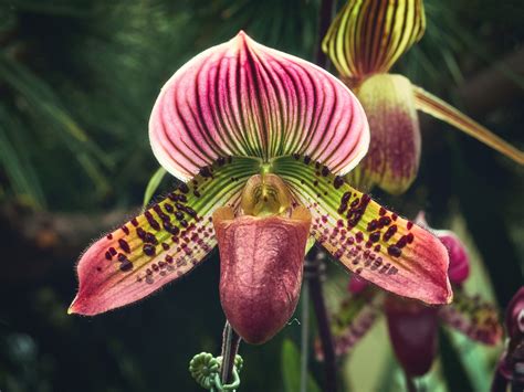 Types Of Lady Slipper Orchids at Carol Santana blog