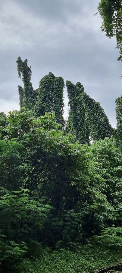 Image result for Western Java Rain Forests Conservation