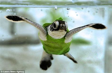 澳大利亚绿背心小海龟助力研究全球变暖/组图(1)_科学探索_光明网-搜狐滚动