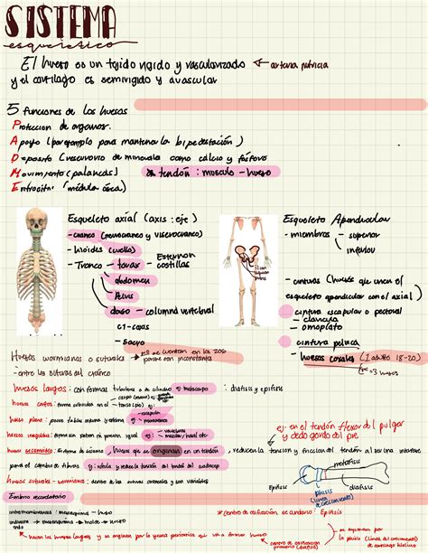 SOLUTION: Anatomy spanish notes back bones and types of joins of the ...