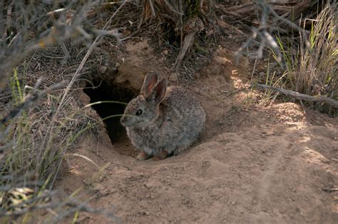 Pygmy Rabbit Facts 的图像结果