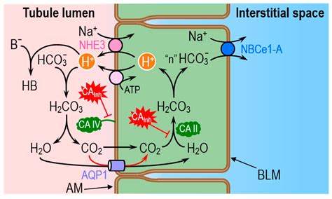 Role of Carbonic Anhydrases and Inhibitors in Acid–Base Physiology ...