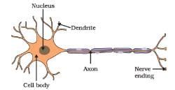 Diagram Based Questions: Control and Coordination - Science Class 10 ...