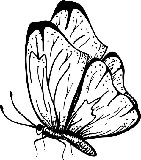 Butterfly with open wings top view, the symmetrical drawing graphics sketch. Freehand linear ...