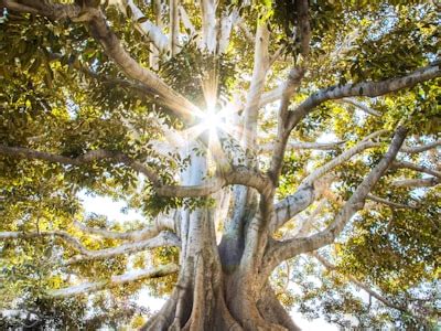 iFLEX - Premier Fitness Training & Transformation Programs in India