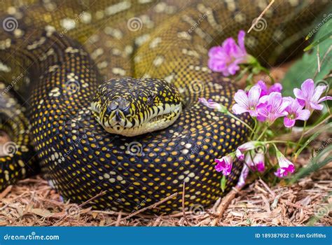 Image result for Diamond Python Reproduction