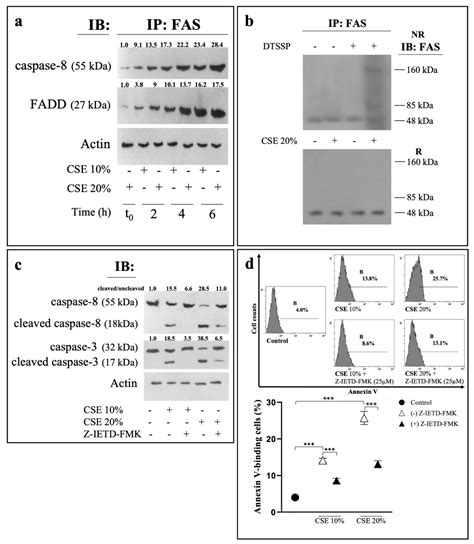 Cigarette Smoke Extract Induces p38 MAPK-Initiated, Fas-Mediated Eryptosis
