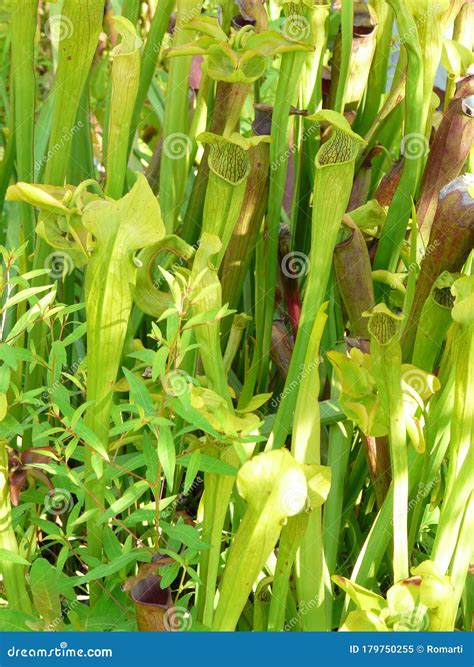 Carnivorous Pitcher Plants In Wetlands Environment Royalty-Free Stock ...