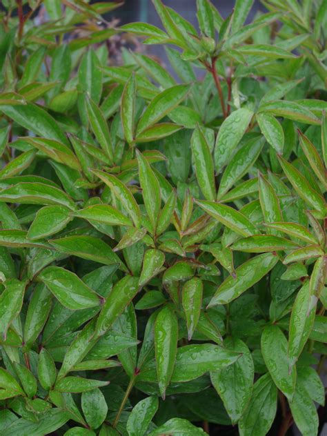 Paeonia lactiflora 'Sarah Bernhardt' - Beth Chatto's Plants