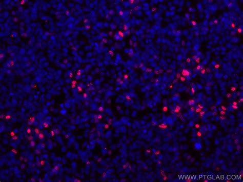 HA Tag antibody (CL594-66006) | Proteintech