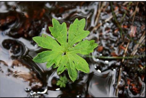 Sweet Coltsfoot | Mass.gov