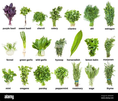 set of various culinary herbs with names (mint, oregano, basil ...