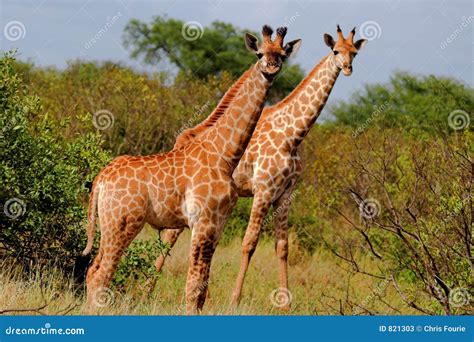 Giraffe stock image. Image of fauna, flora, natural, plant - 821303