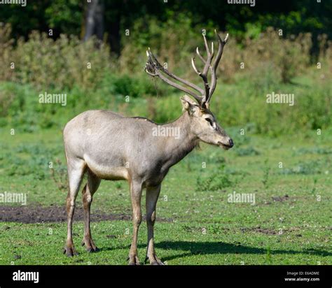 Pere David's deer (Elaphurus davidianus), also known as the milu Stock ...