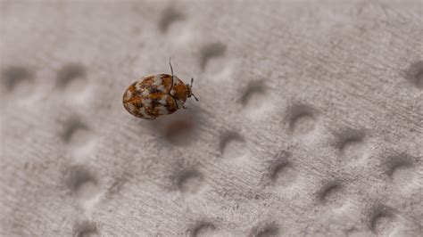 How to get rid of carpet beetles | Top Ten Reviews