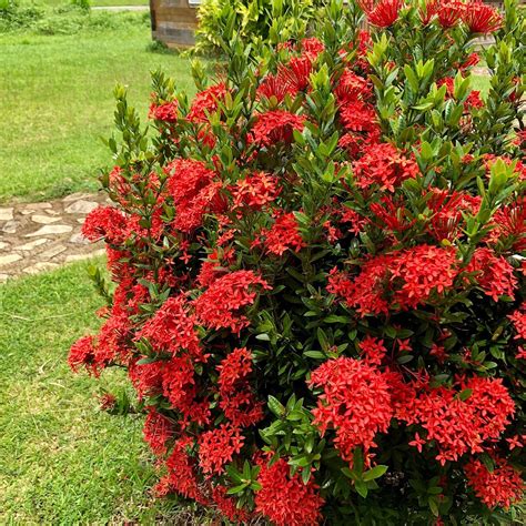 Image result for CWC CamSur