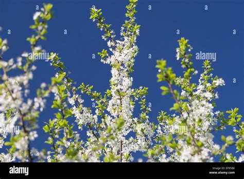 Flowering Plum Tree 的图像结果