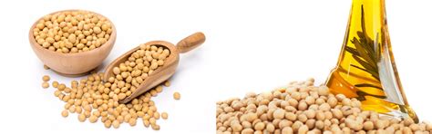 Soya Lecithin - Shree Siddhi Vinayak Corporation