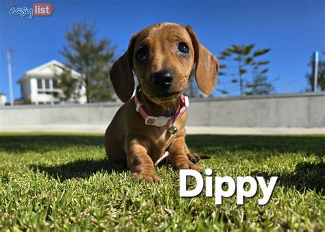1 Female Dachshund Puppies under $40,000 in Geraldton Region, WA