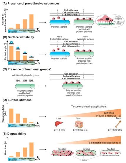 Proteins and Peptides as Important Modifiers of the Polymer Scaffolds ...