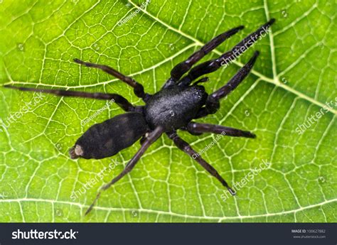 3,868 White tailed spider Images, Stock Photos & Vectors | Shutterstock