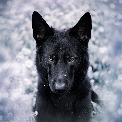 German Shepherd Wolfdog