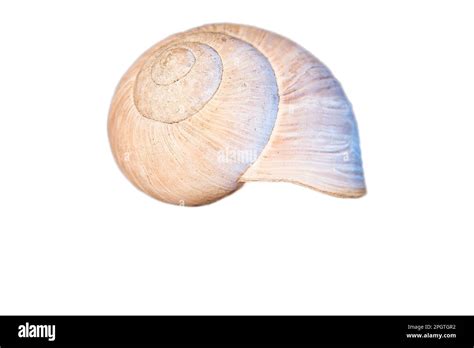 Image result for Pull Shell Off Snail
