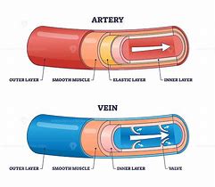 Artery 的图像结果