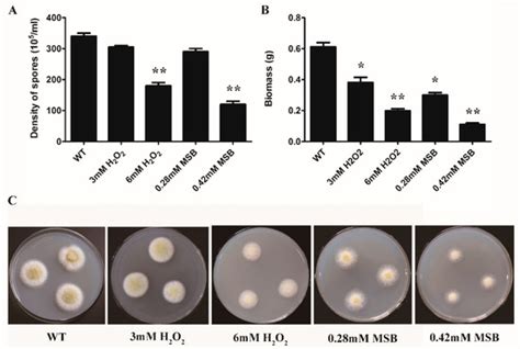 Oxidative Stress Response of Aspergillus oryzae Induced by Hydrogen ...