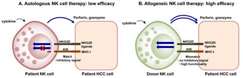 Natural Killer Cell Dysfunction in Hepatocellular Carcinoma ...