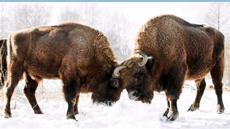 Oklahoma State Animal - American Buffalo, or Bison | European bison ...