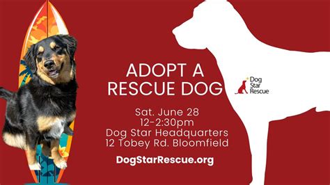 Adopt a Rescue Dog in Bloomfield CT, Dog Star Rescue, Bloomfield, 28 ...